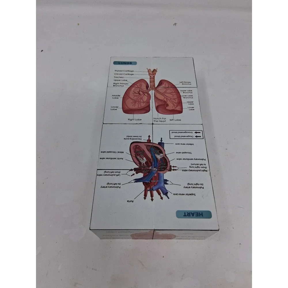 Human Anatomy Educational foldn Cube Medical Science Study Aid Reference Tool. Z
